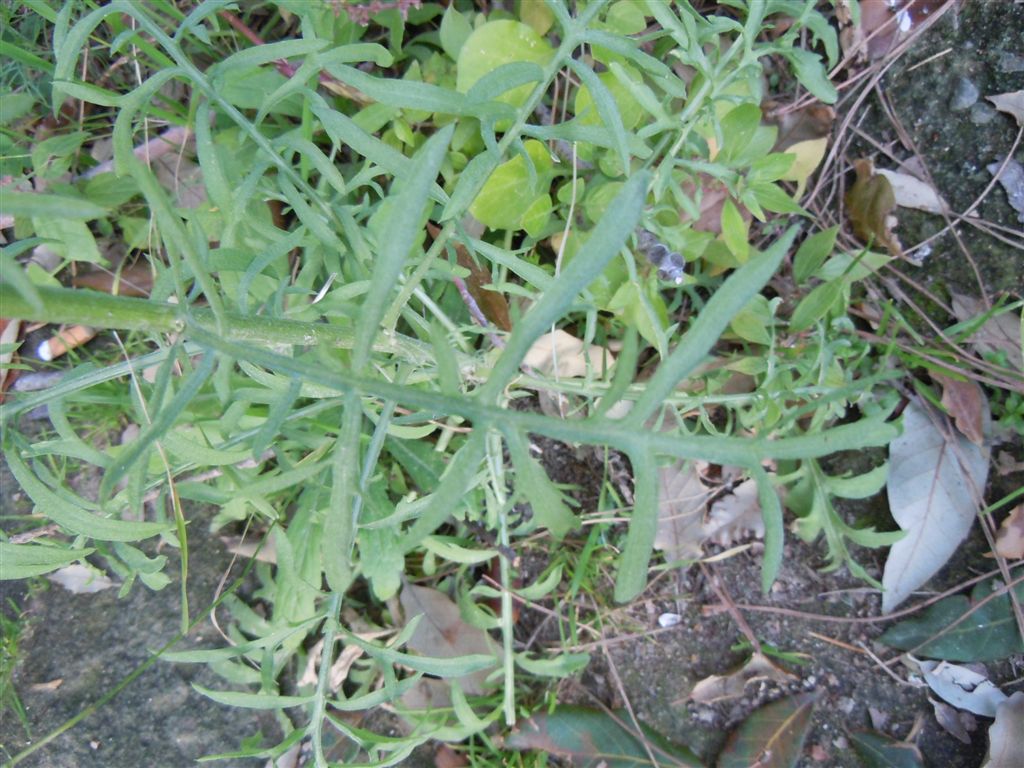 Centaurea deusta